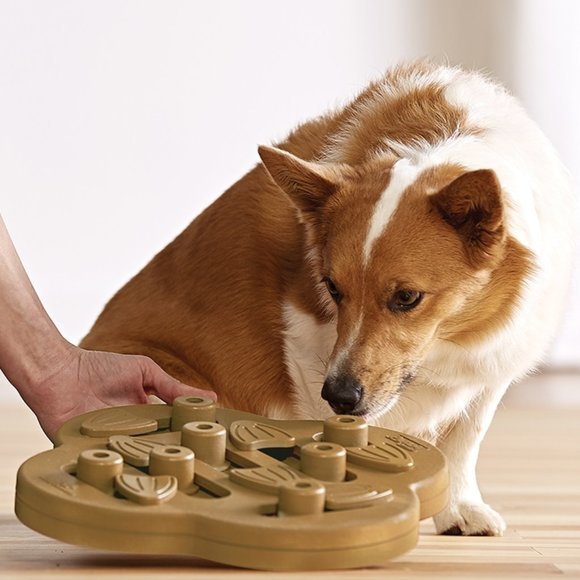 Dog Puzzle Feeder - Picture 2 of 5